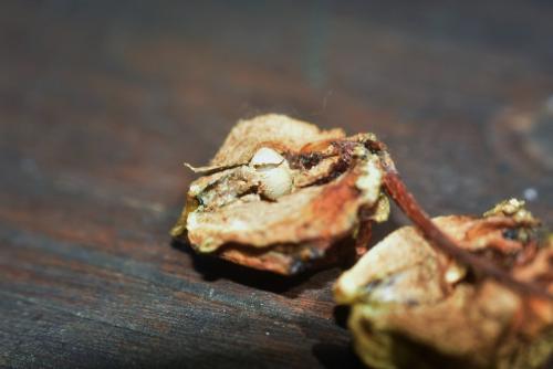 Andricus quercuscalicis